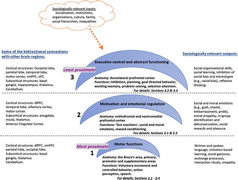 prefrontal cortex function