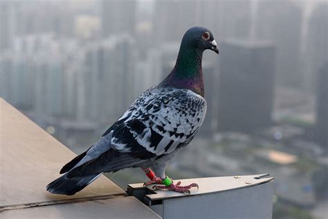 Training A Carrier Pigeon - NE Pigeon Supplies