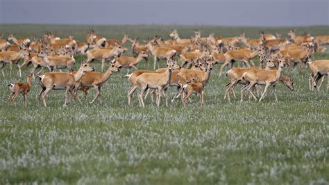 Mongolian gazelle migration must not be stopped | WWF