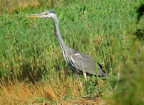 Birding for a Lark: Wadi Al Rummah, Buraidah