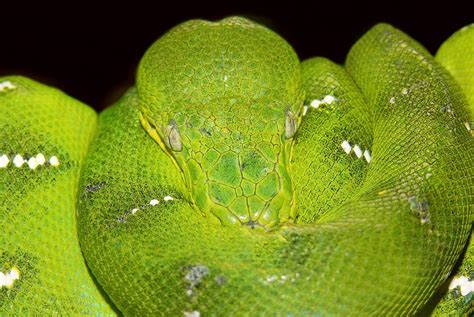 12 Surprising Facts About Emerald Tree Boa - Facts.net