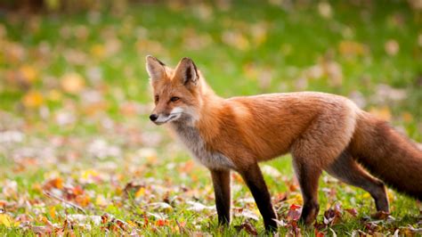 The Sierra Nevada red fox is now protected and listed as an endangered ...