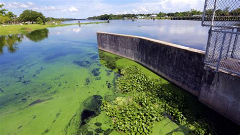 South Florida could be heading toward another summer of slime | Mirage News