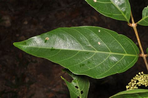 Sapindaceae plant4 (Sapindaceae) image 94465 at PhytoImages.siu.edu