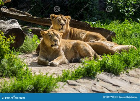 Lion Pride Rests after Hunting Stock Image - Image of feliform, animal ...