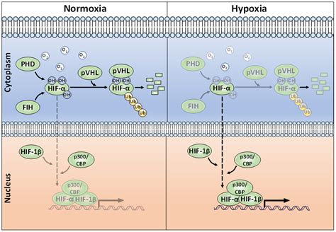 Hypoxia-Inducible Factor | Encyclopedia MDPI