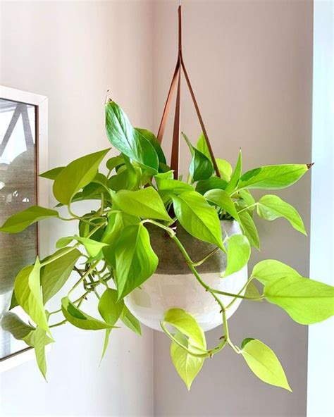 How to Grow Neon Pothos | Neon Pothos Care Indoors