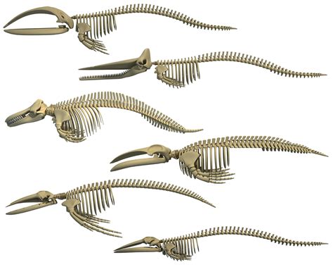 Whale Skeletons Models - Fin Right Sperm Killer Blue Humpback 3D model ...