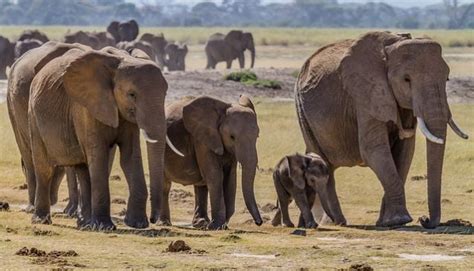 Yankari National Park in Nigeria