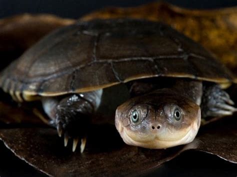 African Sideneck Turtle - Pelusios castaneus Reptile Breed Hypoallergenic, Health and Life Span ...