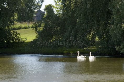 Swans on pond stock photo. Image of cygnus, green, feather - 868224