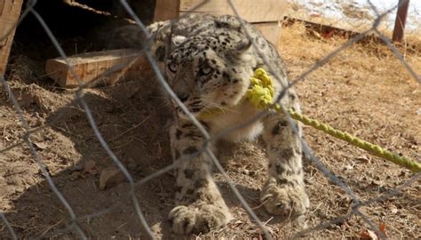 Afghan authorities capture rare snow leopard after livestock killed