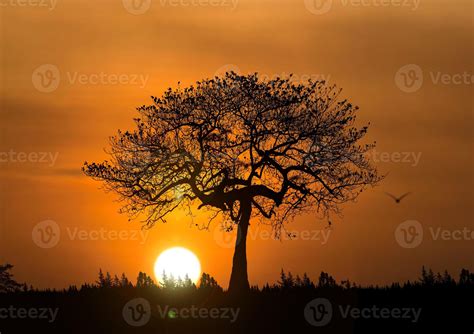 Trees in nature with beautiful sunsets. sunset view concept 7517729 Stock Photo at Vecteezy