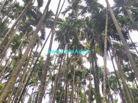 3.5 acre well maintained Areca nut Plantation with house for sale in Sirsi Sirsi - Uttar Kannada ...