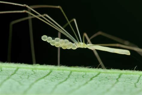 Daddy Long Legs Spider With Eggs Photograph by Melvyn Yeo - Fine Art ...