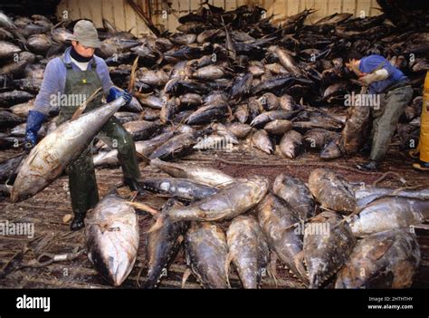 france atlantic ocean tuna fishing boat Stock Photo - Alamy