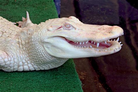 Albino Crocodiles