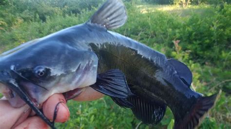 Bullheads, the other catfish: ‘Mud cats’ still make for excellent eating, despite perception ...