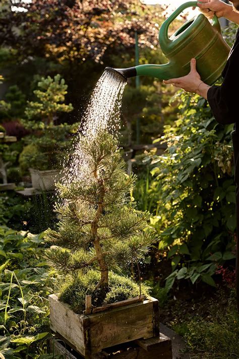 An Extensive Guide to Watering Bonsai Trees - Hooked on Bonsai