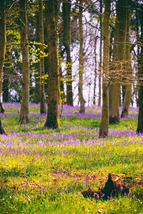 Forest of Dean, Gloucestershire, England by kennysarmy | Forest of dean, Scenery, Tree