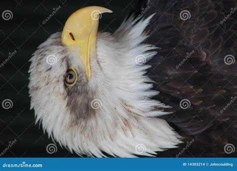 Bald Eagle stock photo. Image of eagle, bald, beak, closeup - 14303214