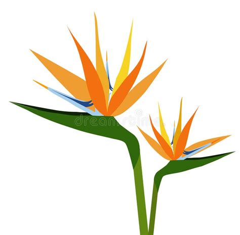 Birds Of Paradise Flower Silhouette-vector Stock Vector - Illustration ...