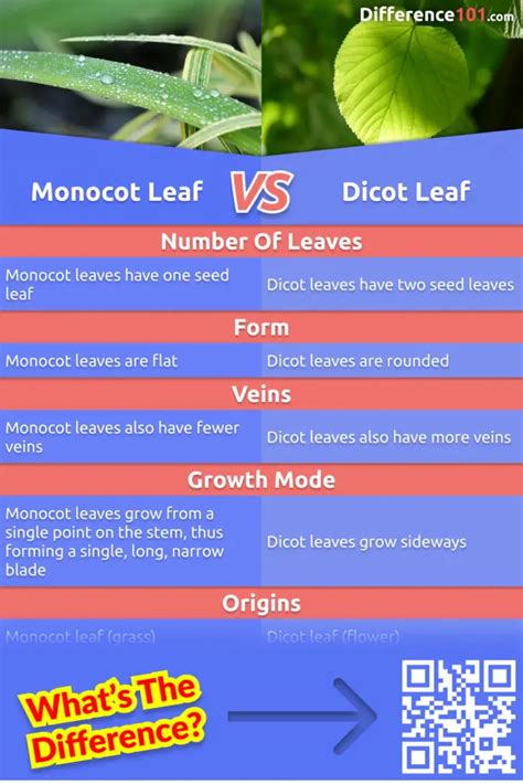 Dicot Leaf