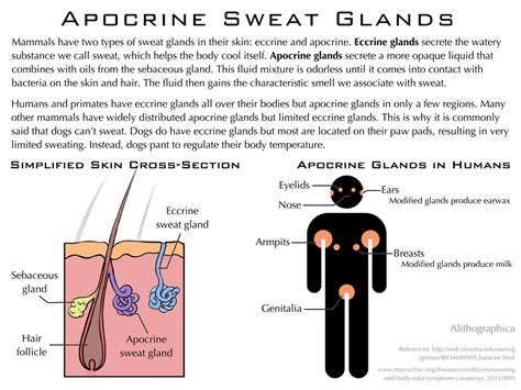 Science Fact Friday: Apocrine Sweat Glands by Alithographica on DeviantArt