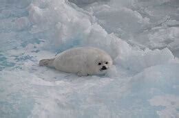 11 Amazing Harp Seal Facts for Kids [UPDATED Facts]