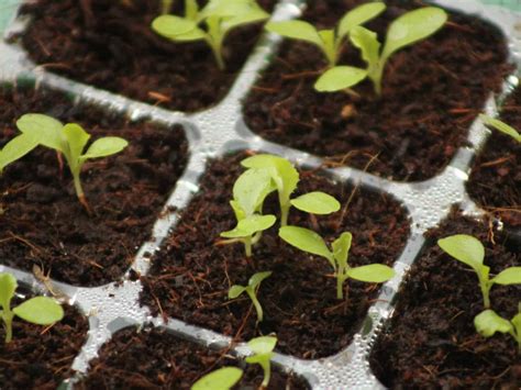 Lettuce Seed Germination Tips For Hydroponic Growers