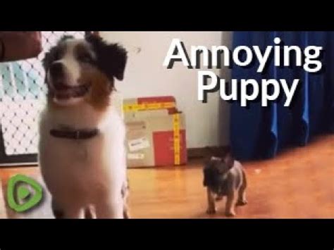 Frenchie puppy tries to distract dog from training - YouTube