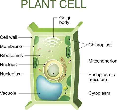 An In-depth Look at the Structure and Function of Cytoplasm