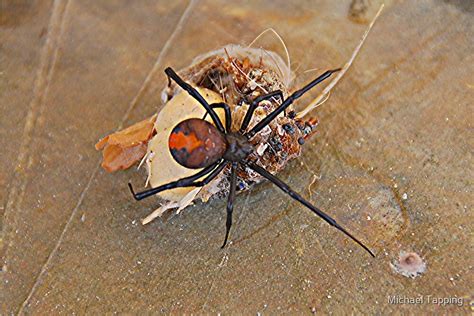 "Australian Redback Spider." by Michael Tapping | Redbubble