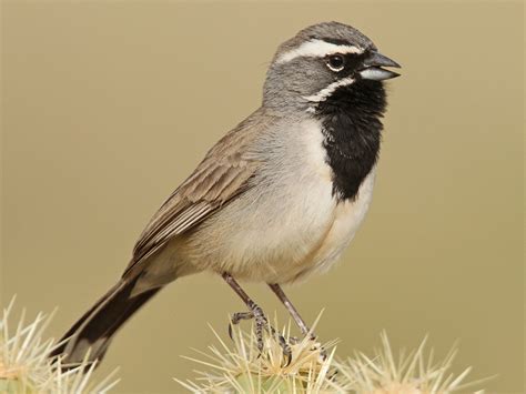 Black-throated Sparrow - eBird