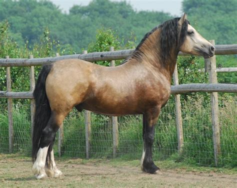 Welsh Cob Horse Breed Information, History, Videos, Pictures