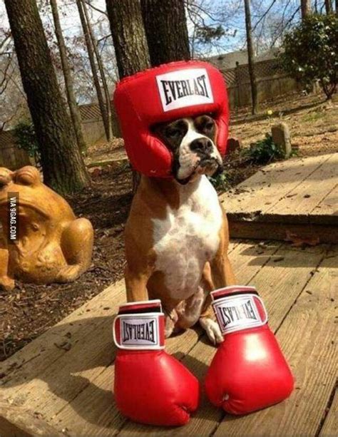 A boxer with boxing gloves. Argument nonexistent. | Boxer dogs, Cute dogs, Dogs