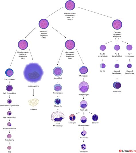 Haematopoiesis - LearnHaem | Haematology Made Simple