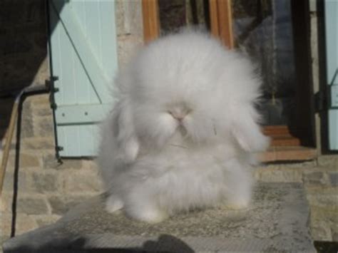 Le lapin nain angora - Lapin-extra-nain.fr