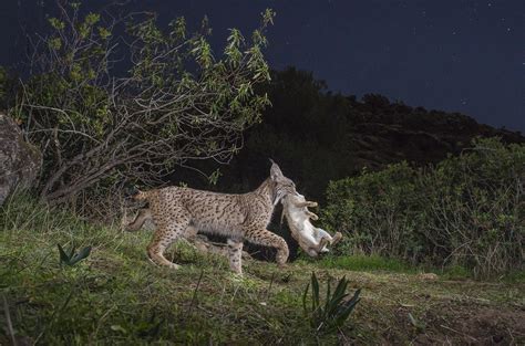 Iberian Lynx Hunting