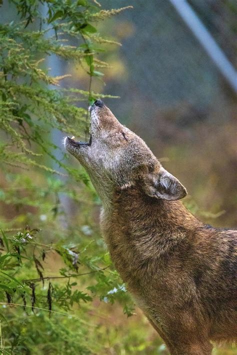 Howling Red Wolf Photograph by Jennifer Egan - Fine Art America