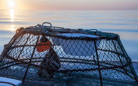 How to Use a Crab Trap? | Crabbing Tips | Fisherman First