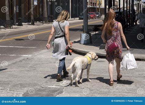 Canine Companions Dog in Training Editorial Image - Image of assistance, walking: 93898205