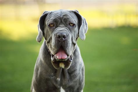 99+ Cane Corso 200 Pound Cane Corso Dogo Argentino Black - l2sanpiero