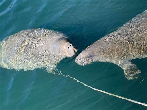 Snorkeling With Manatees Hosting the Homosassa Springs FL 3hr Manatee "Galore" Expedition