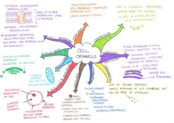 Cell organelles mind map by Mrs Tagore's Biology Resources | TPT