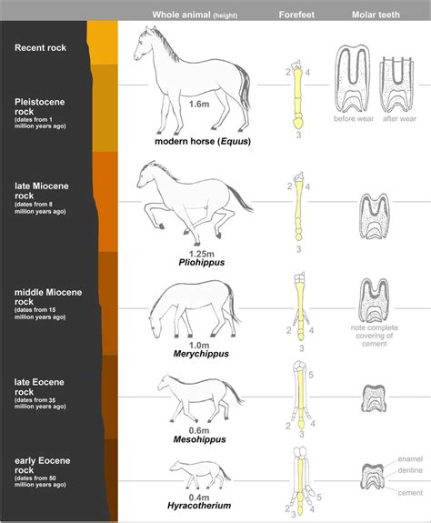 Difference Between Microevolution and Macroevolution