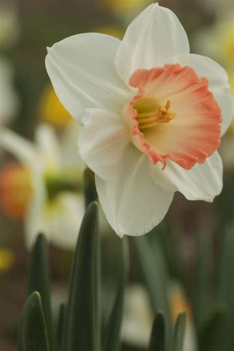 Narcissus Pink Charm - Whistling Prairie Flowers