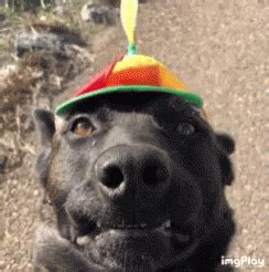 Propeller Hat GIF - Propeller Hat Dog - Discover & Share GIFs