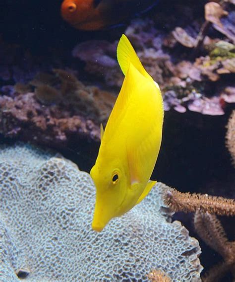 10 Spectacular Yellow Coloured Fish—A Visual Feast | Owlcation