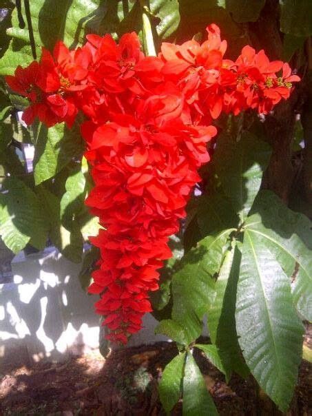 Chaconia Flowers | Trees to plant, Flowers, Plants